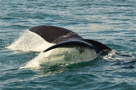 Whale Watching in Hermanus: The Ultimate Guide